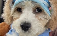 Brand-new Dog or Cat Summer Hat