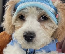 Brand-new Dog or Cat Summer Hat