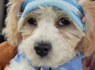 Brand-new Dog or Cat Summer Hat