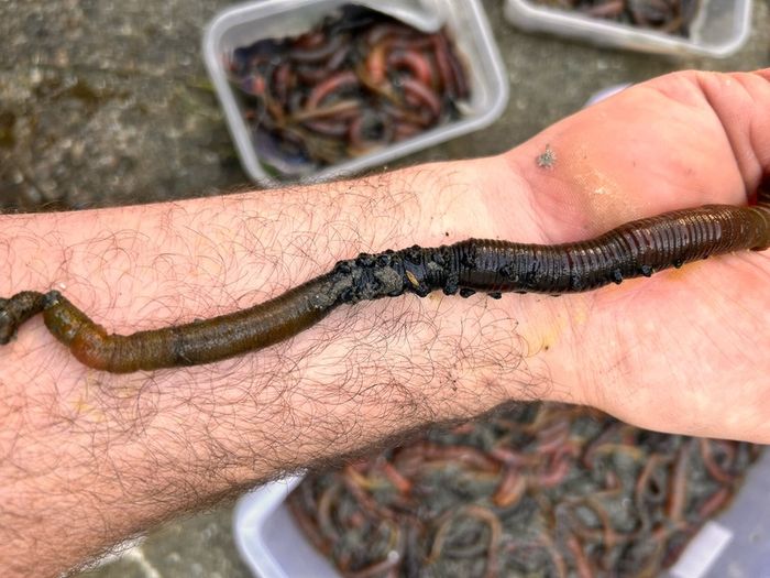 Live & frozen baits