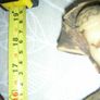 Pair of very large Chinese figures Asian/Oriental Antique Chinese Statues Image 8
