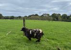 Pedigree Spotted Dutch Sheep