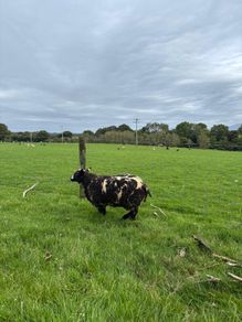 Pedigree Spotted Dutch Sheep