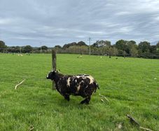 Pedigree Spotted Dutch Sheep