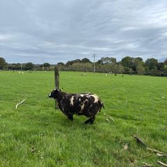 Pedigree Spotted Dutch Sheep