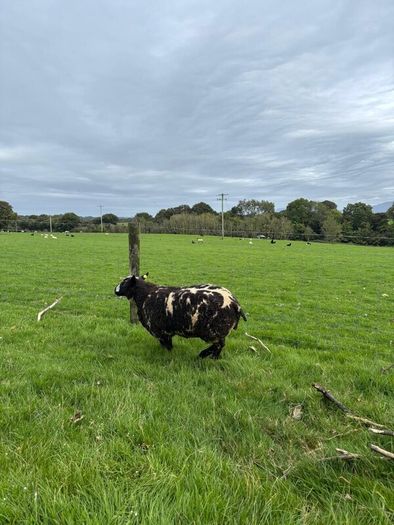 Pedigree Spotted Dutch Sheep