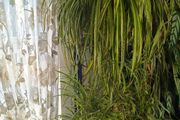 plant Chlorophytum comosum