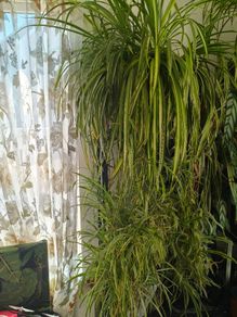 plant Chlorophytum comosum