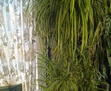 plant Chlorophytum comosum