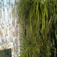 plant Chlorophytum comosum