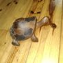 hand crafted wooden turtle Image 5
