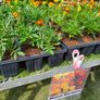 Summer Bedding, Trailing Plants Image 6