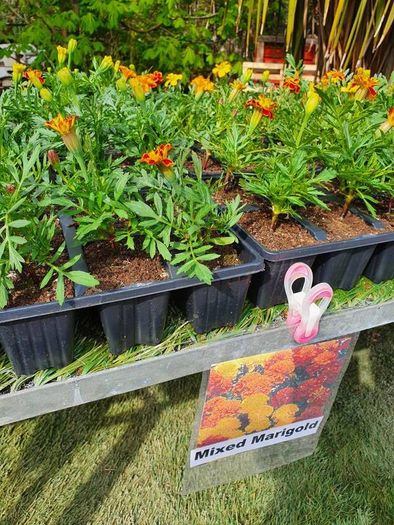 Summer Bedding, Trailing Plants