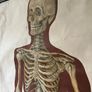 Antique Vintage Full Scale Human Anatomy Poster Image 2
