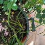 garden plants Image 3