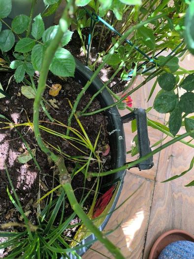 garden plants