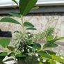 Willow Sapling Image 2
