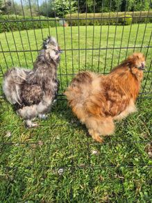 Rooster Silkies