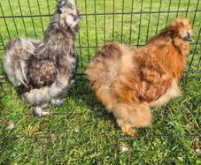 Rooster Silkies