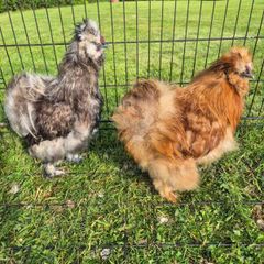 Rooster Silkies
