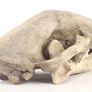 1/1 resin copy of a leopard skull. Image 4