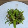 House Plants Image 9