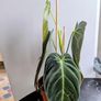 Philodendron Melano Plant Image 3