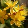 (W) St. John's Wort seeds Perennial 0.2g (183055) Image 4