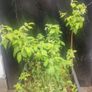 raspberries Image 3