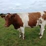 In calf Limousin heifers Image 3