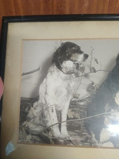 Vintage framed dog photograph