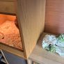 reptile tank , 2 year old , tortoise too big needs to upgrade ! Image 3