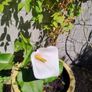 White Calla Lily Image 2