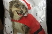 Dogs xmas suit size L