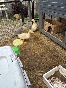 ducklings
