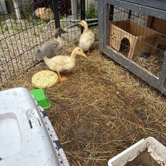 ducklings