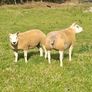 Pedigree Beltex Hogget ewes Image 3