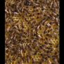 Queen bees mated and non mated as well Image 3