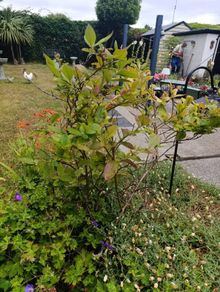 free plants
