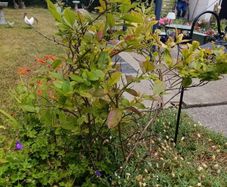 free plants