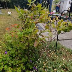free plants