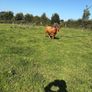 Dexter heifer Image 4