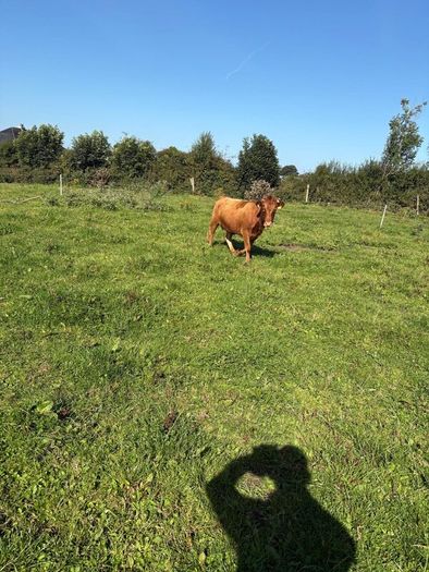 Dexter heifer