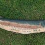 Dried Pike Fish Wall Hanging Image 2