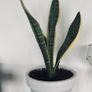house plant Image 2