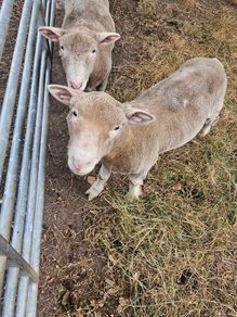 Dorset Ram Lambs x2