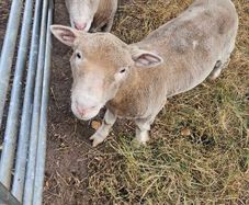 Dorset Ram Lambs x2