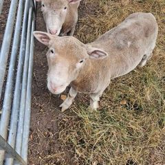 Dorset Ram Lambs x2