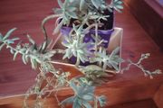 Cascading Succulents