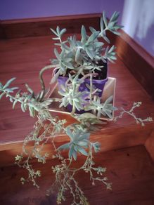 Cascading Succulents
